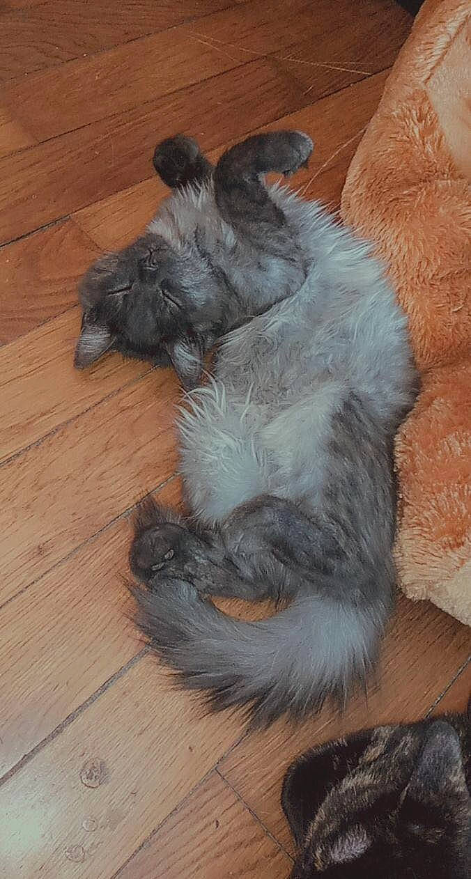 Gustave participe au concours pour gagner de l'argent avec cette photo : canidae, carnivore, dog, dog_breed, fur, snout, tail