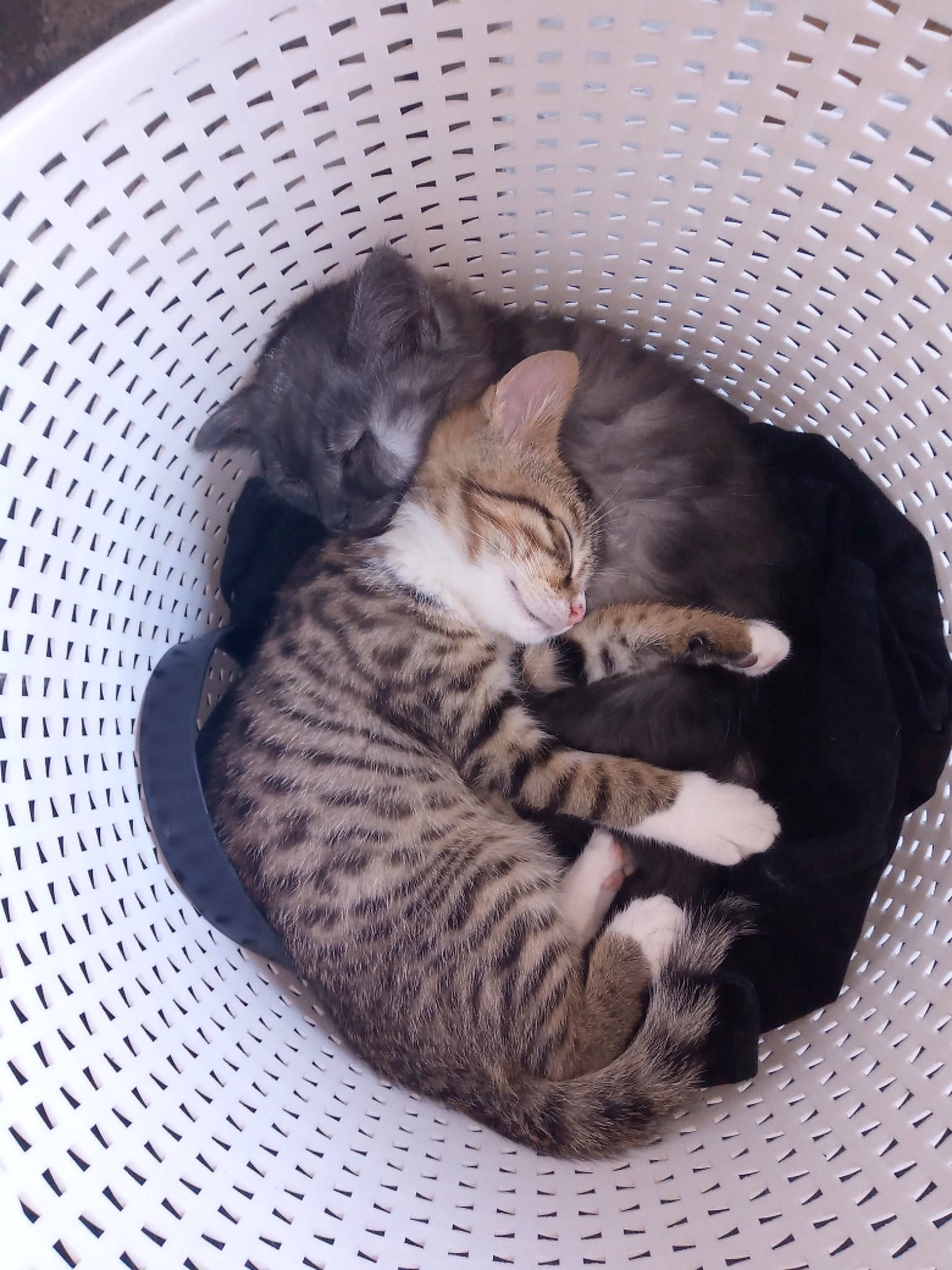 Gustave participe au concours pour gagner de l'argent avec cette photo : asian, bengal, california_spangled, carnivore, cat, cat_bed, domestic_short_haired_cat, dragon_li, egyptian_mau, european_shorthair, felidae, kitten, mammal, ocicat, pixie_bob, savannah, small_to_medium_sized_cats, tabby_cat, toyger, whiskers