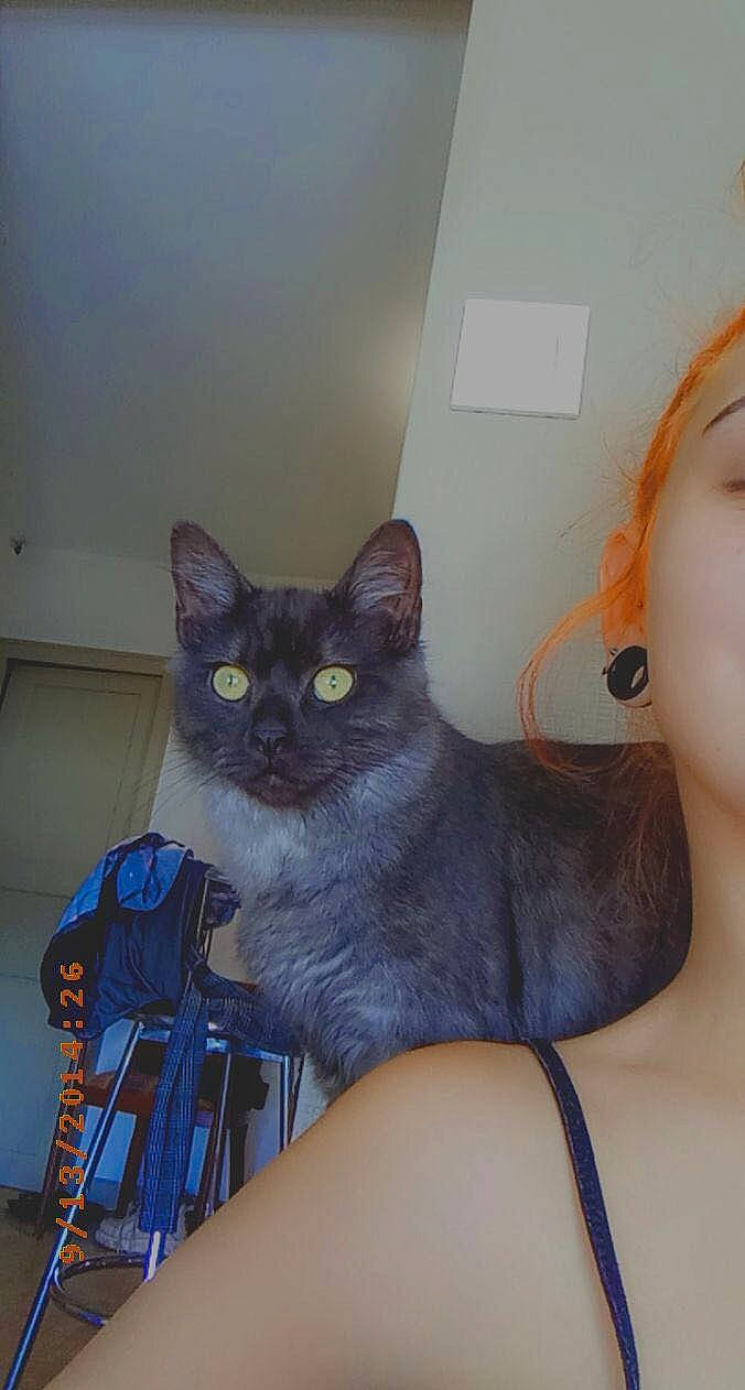 Gustave participe au concours pour gagner de l'argent avec cette photo : asian, black_cat, carnivore, cat, domestic_short_haired_cat, ear, european_shorthair, eye, fawn, felidae, iris, kitten, ojos_azules, small_to_medium_sized_cats, tonkinese, whiskers