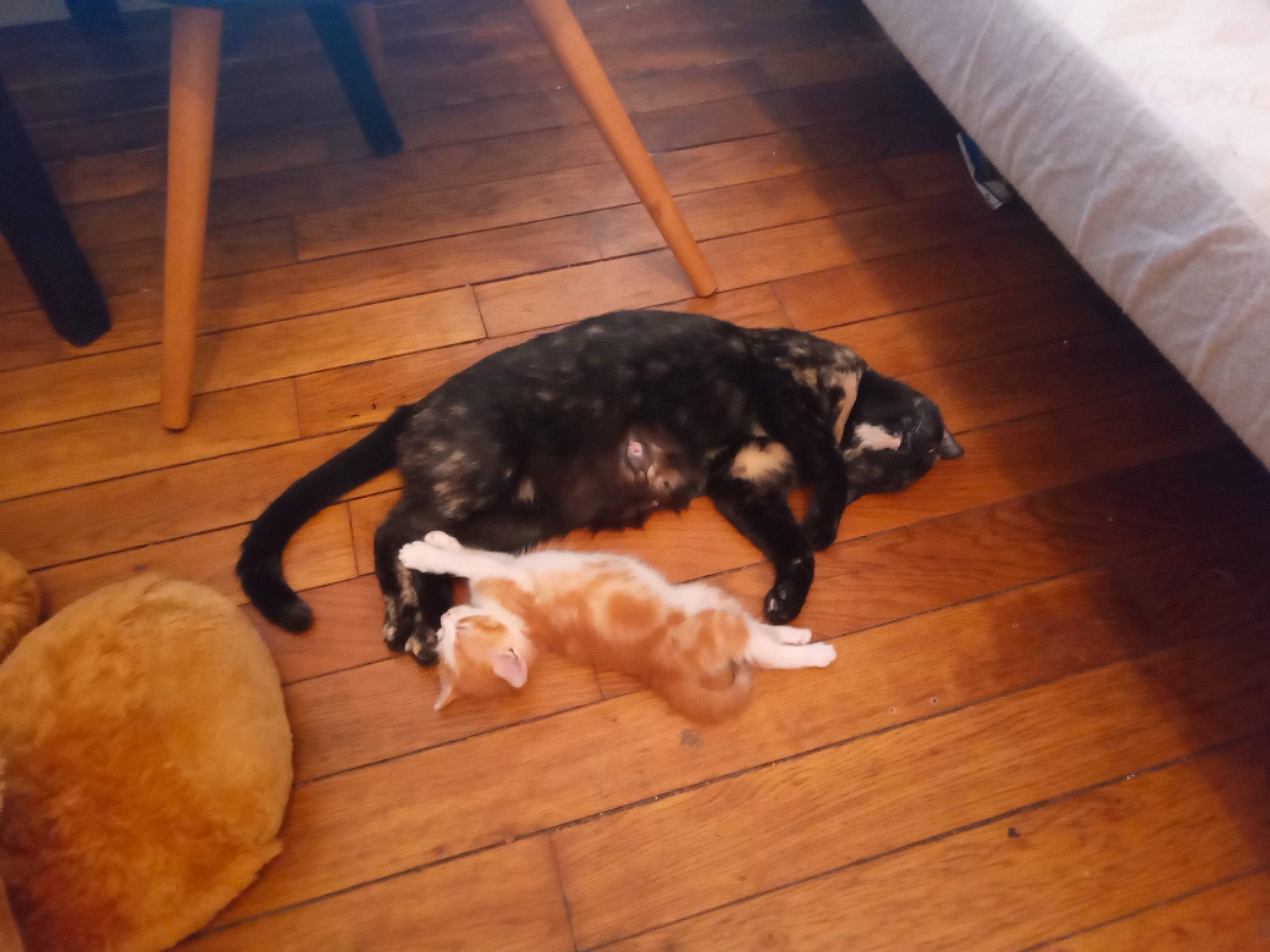 Rocky participe au concours pour gagner de l'argent avec cette photo : canidae, carnivore, cat, dog, dog_breed, fawn, felidae, floor, flooring, hardwood, mammal, puppy, small_to_medium_sized_cats, sporting_group, tail, wood