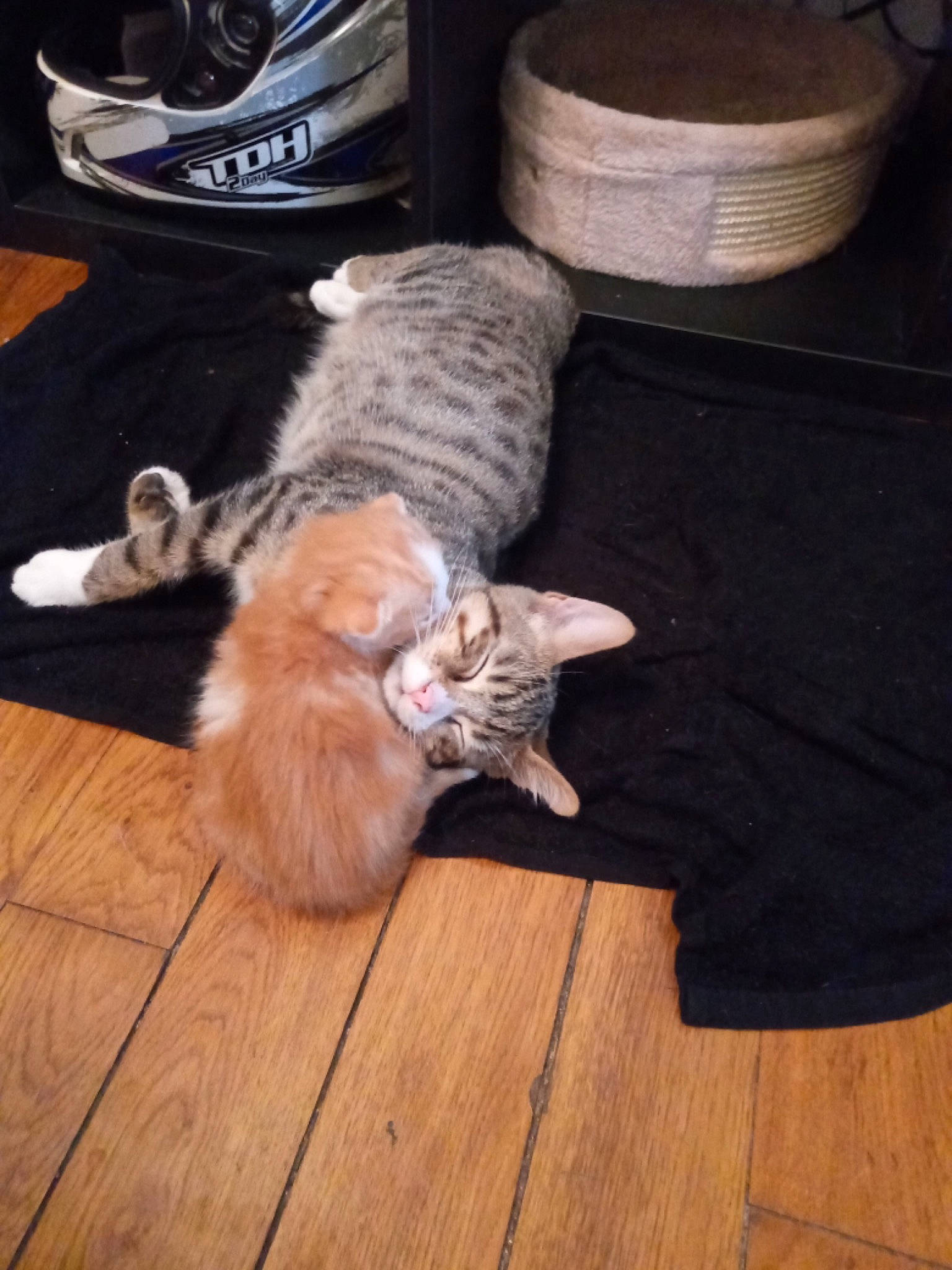 Rocky participe au concours pour gagner de l'argent avec cette photo : carnivore, cat, domestic_short_haired_cat, european_shorthair, fawn, felidae, floor, flooring, fur, hardwood, kitten, laminate_flooring, small_to_medium_sized_cats, tail, whiskers, wood, wood_flooring