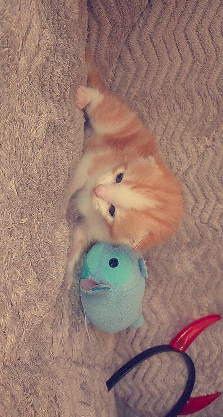 Rocky participe au concours pour gagner de l'argent avec cette photo : canidae, carnivore, cat, dog, dog_breed, fawn, non_sporting_group, persian, pomeranian, spitz