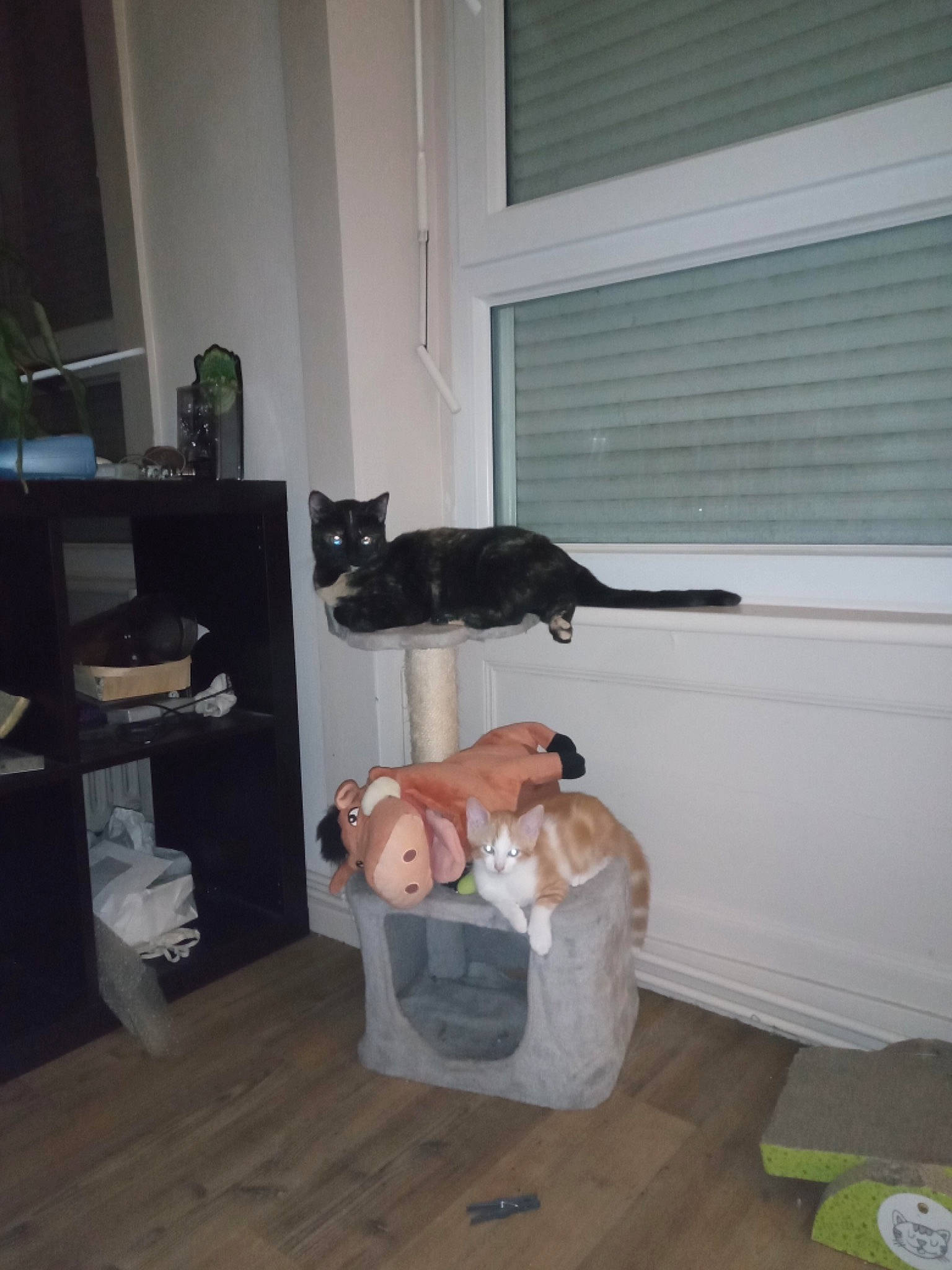 Rocky participe au concours pour gagner de l'argent avec cette photo : canidae, fawn, floor, flooring, furniture, hardwood, home, house, property, room, wood