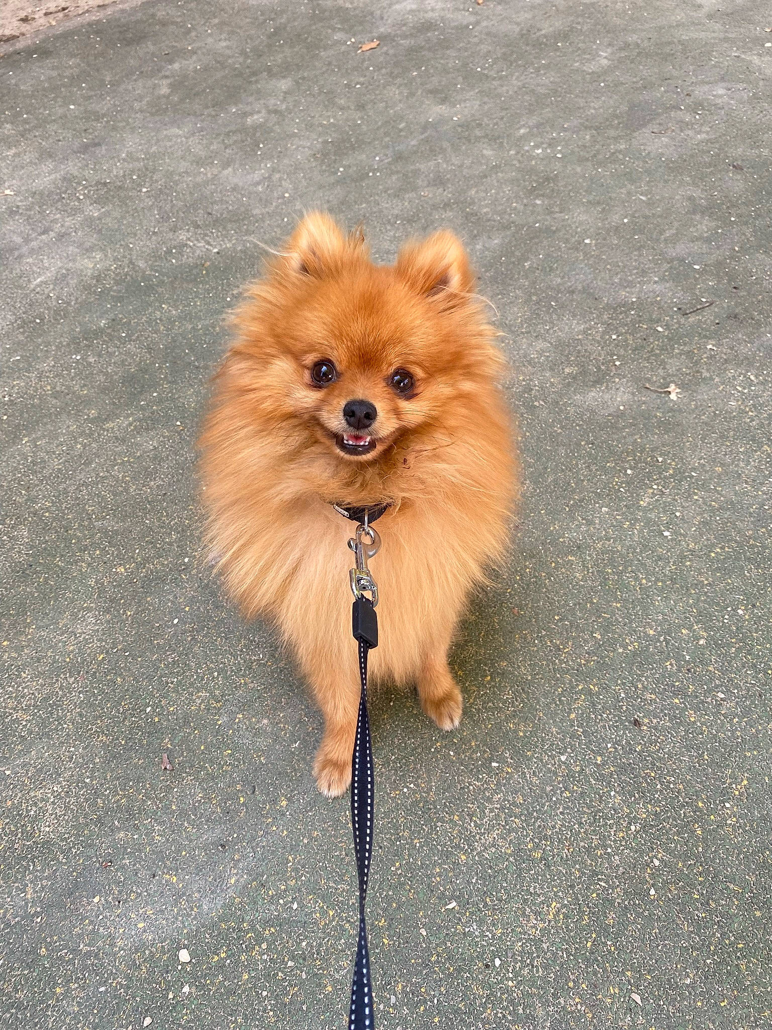 Noopy a rejoint le concours — aidez-le/la à gagner de superbes lots ! asphalt, carnivore, companion_dog, dog, dog_breed, fashion_accessory, fawn, fur, german_spitz, german_spitz_klein, liver, road_surface, snout, spitz, sporting_group, tail, terrestrial_animal, toy_dog, whiskers, working_animal