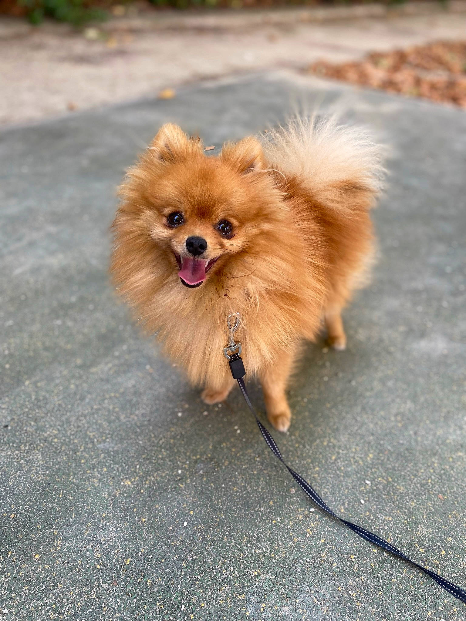 Noopy a rejoint le concours — aidez-le/la à gagner de superbes lots ! asphalt, canidae, carnivore, companion_dog, dog, dog_breed, fawn, fur, german_spitz, german_spitz_klein, liver, road_surface, snout, spitz, sporting_group, tail, toy_dog, volpino_italiano, whiskers, working_animal