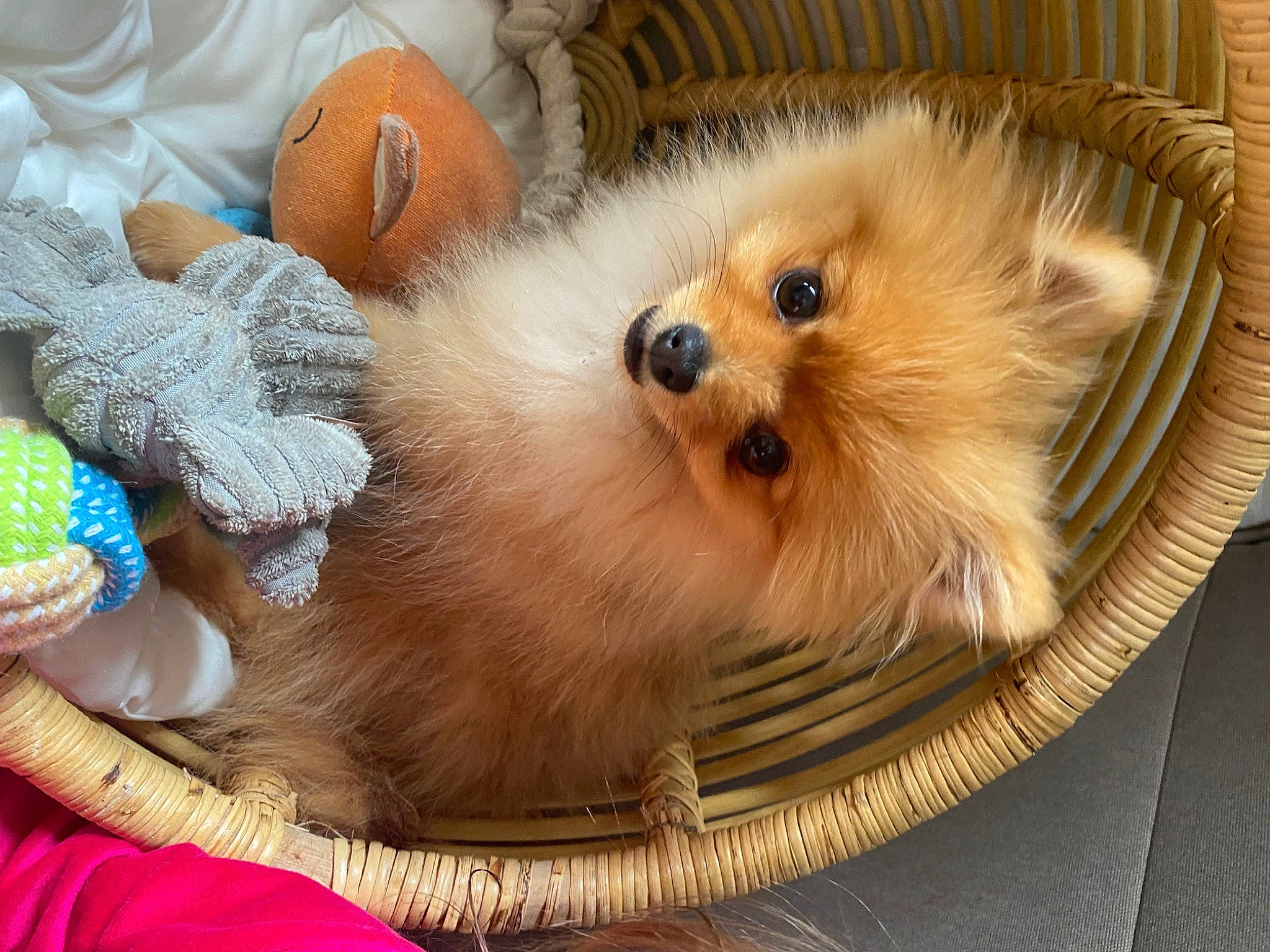 Noopy a rejoint le concours — aidez-le/la à gagner de superbes lots ! canidae, carnivore, companion_dog, corgi_chihuahua, dog, dog_breed, dog_supply, fawn, fur, german_spitz, german_spitz_klein, german_spitz_mittel, pomeranian, snout, spitz, sporting_group, toy_dog, volpino_italiano, whiskers, working_animal