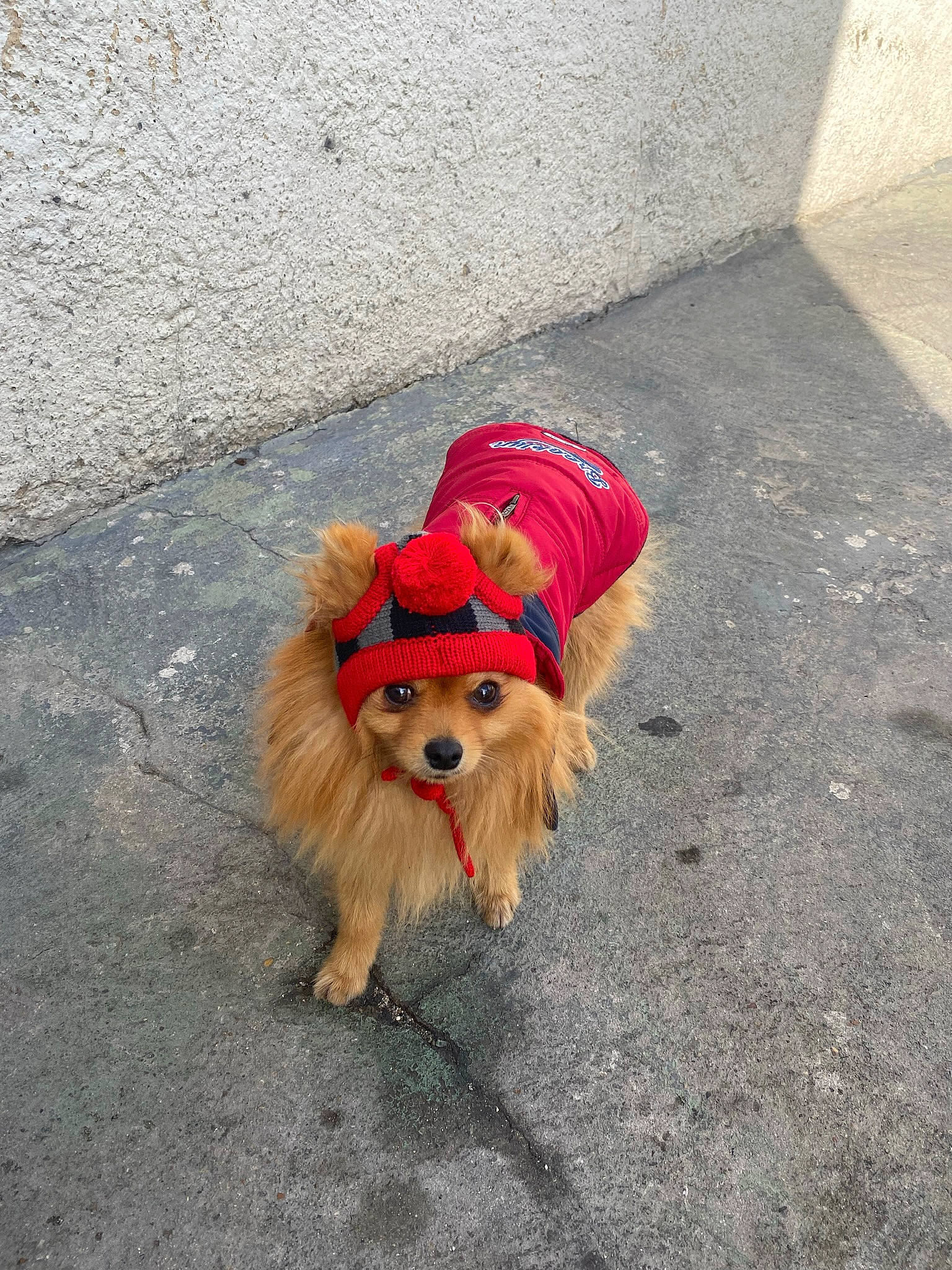 Noopy a rejoint le concours — aidez-le/la à gagner de superbes lots ! asphalt, canidae, carnivore, companion_dog, concrete, dog, dog_breed, dog_clothes, dog_supply, fashion_accessory, fawn, fur, hat, leash, pet_supply, road_surface, sidewalk, snout, sporting_group, toy_dog