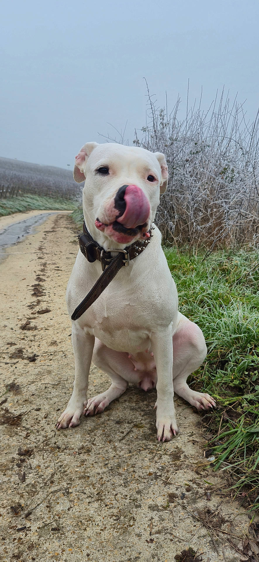 Nina participe au concours pour gagner de l'argent avec cette photo : accessories, animal, bodypart, boxer, bulldog, canine, dog, grass, leash, mouth, nature, outdoors, person, pet, pitbull, plant, puppy, soil, strap, whitedog