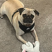 Pablo is registered to the contest to win money with this photo: animal, brown_fur, bunny, carpet, companion, cute, dog, domestic, ears, harness, indoor, looking_up, lying_down, mammal, pet, playful, plush_toy, pug, small_dog, toy