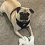 animal, brown_fur, bunny, carpet, companion, cute, dog, domestic, ears, harness, indoor, looking_up, lying_down, mammal, pet, playful, plush_toy, pug, small_dog, toy