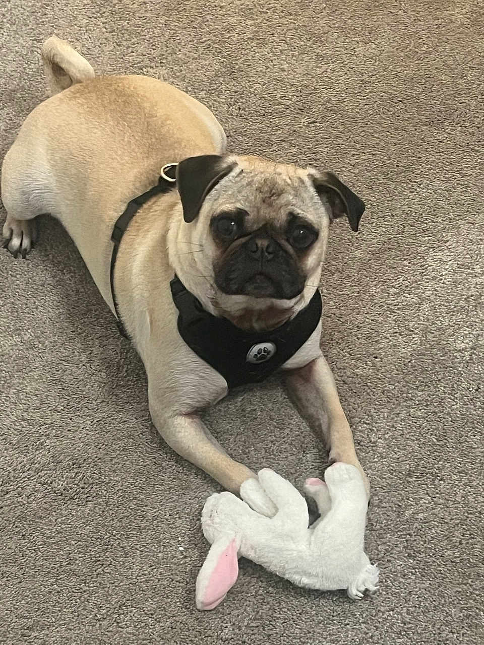 Pablo