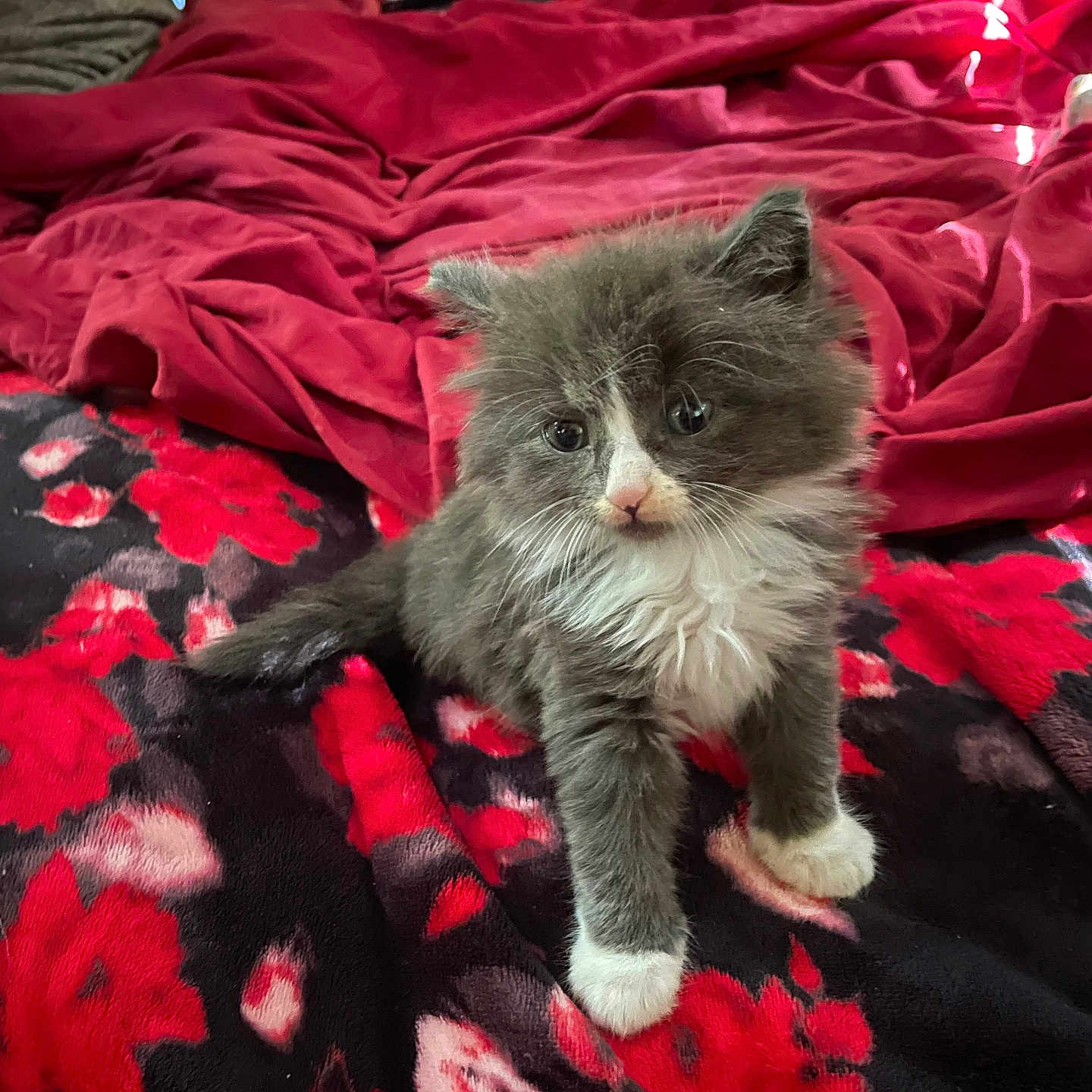 Warffle is registered to the contest to win money with this photo: animal, bed, bedroom, blanket, cat, cushion, flower, furniture, homedecor, indoors, kitten, light, linen, manx, pet, petal, plant, quilt, room, velvet