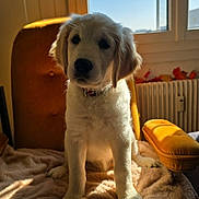 Athéna participe au concours pour gagner de l'argent avec cette photo : animal, armchair, blanket, cozy, cute, dog, domestic, fur, furniture, golden_retriever, indoor, pet, portrait, puppy, relaxed, sitting, sunlight, warm_light, window, young_dog