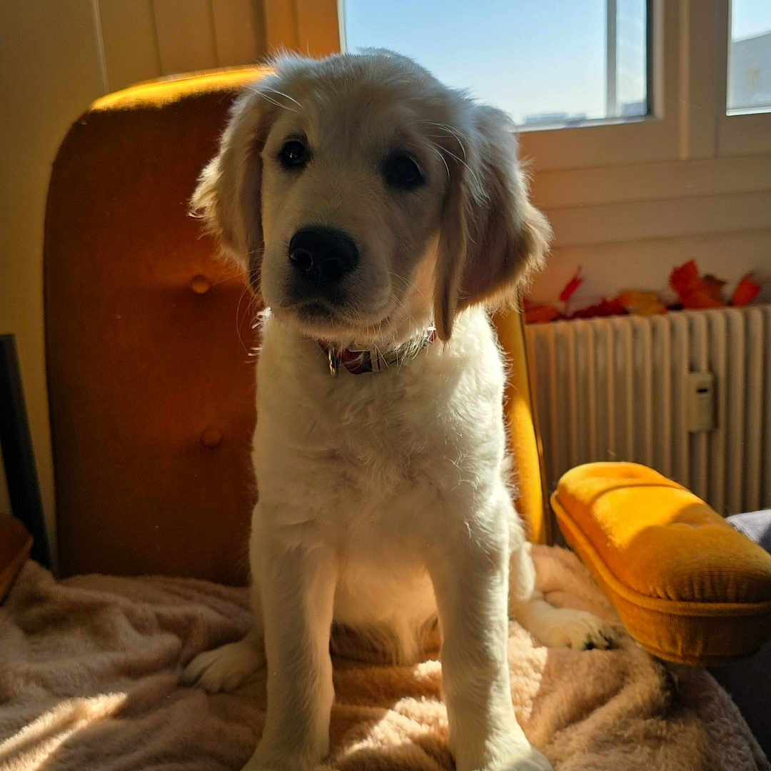 Athéna participe au concours pour gagner de l'argent avec cette photo : animal, armchair, blanket, cozy, cute, dog, domestic, fur, furniture, golden_retriever, indoor, pet, portrait, puppy, relaxed, sitting, sunlight, warm_light, window, young_dog