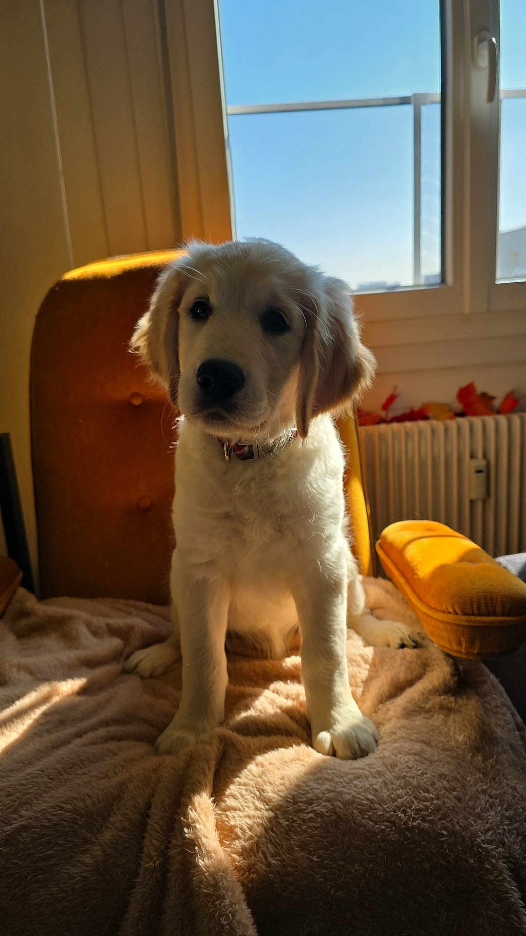 Athéna participe au concours pour gagner de l'argent avec cette photo : animal, armchair, blanket, cozy, cute, dog, domestic, fur, furniture, golden_retriever, indoor, pet, portrait, puppy, relaxed, sitting, sunlight, warm_light, window, young_dog