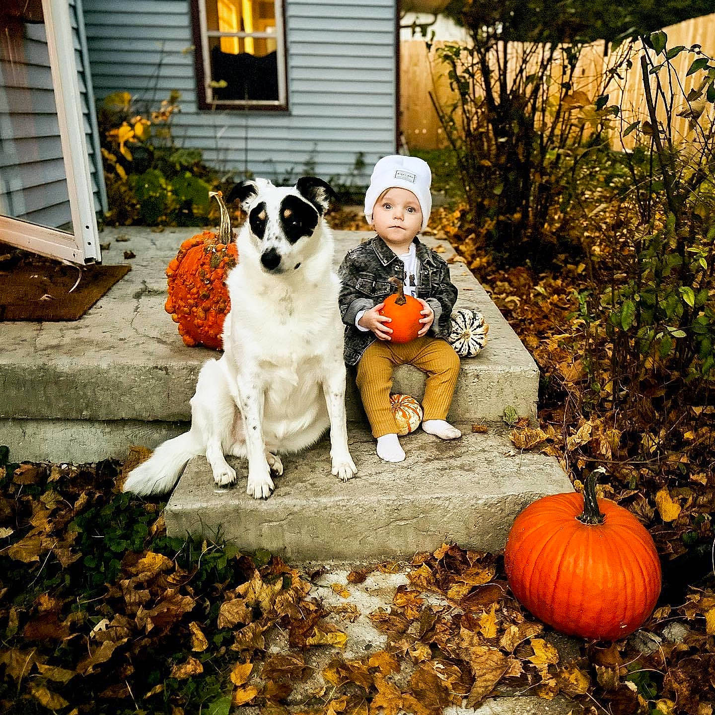Rowan joined the competition — help win amazing prizes! calabaza, carnivore, companion_dog, cucurbita, dog, dog_breed, door, fawn, gourd, grass, happy, headwear, house, people_in_nature, person, plant, porch, pumpkin, squash, tree