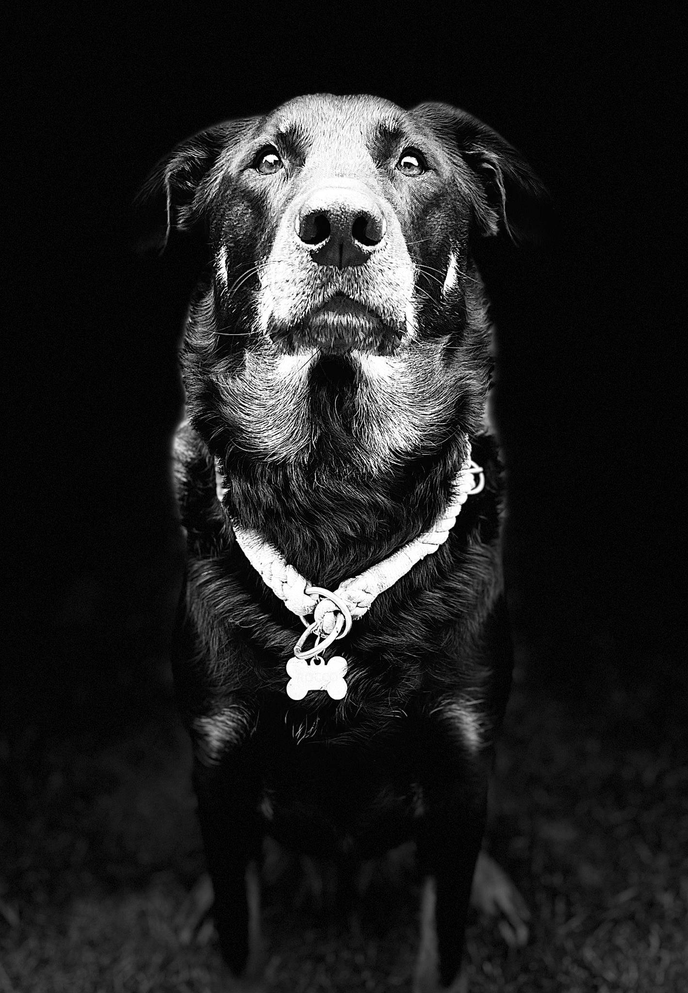 Rocco a rejoint le concours — aidez-le/la à gagner de superbes lots ! canidae, carnivore, close_up, collar, companion_dog, dog, dog_breed, dog_collar, eye, flash_photography, fur, head, monochrome, monochrome_photography, pet_supply, snout, sporting_group, terrestrial_animal, whiskers, working_animal