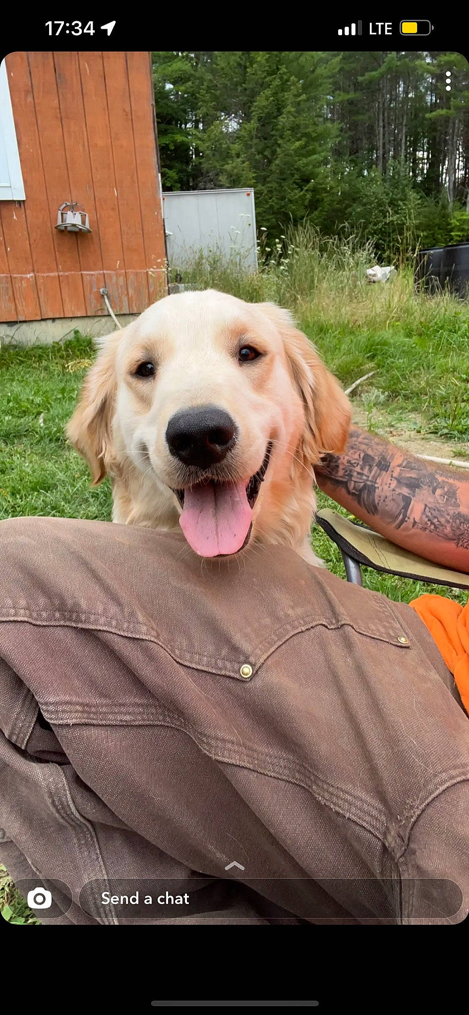 Winston is registered to the contest to win money with this photo: adventure, canidae, carnivore, collar, companion_dog, dog, dog_breed, dog_collar, fawn, fur, grass, gun_dog, happy, plant, retriever, smile, snout, sporting_group, tree, working_animal