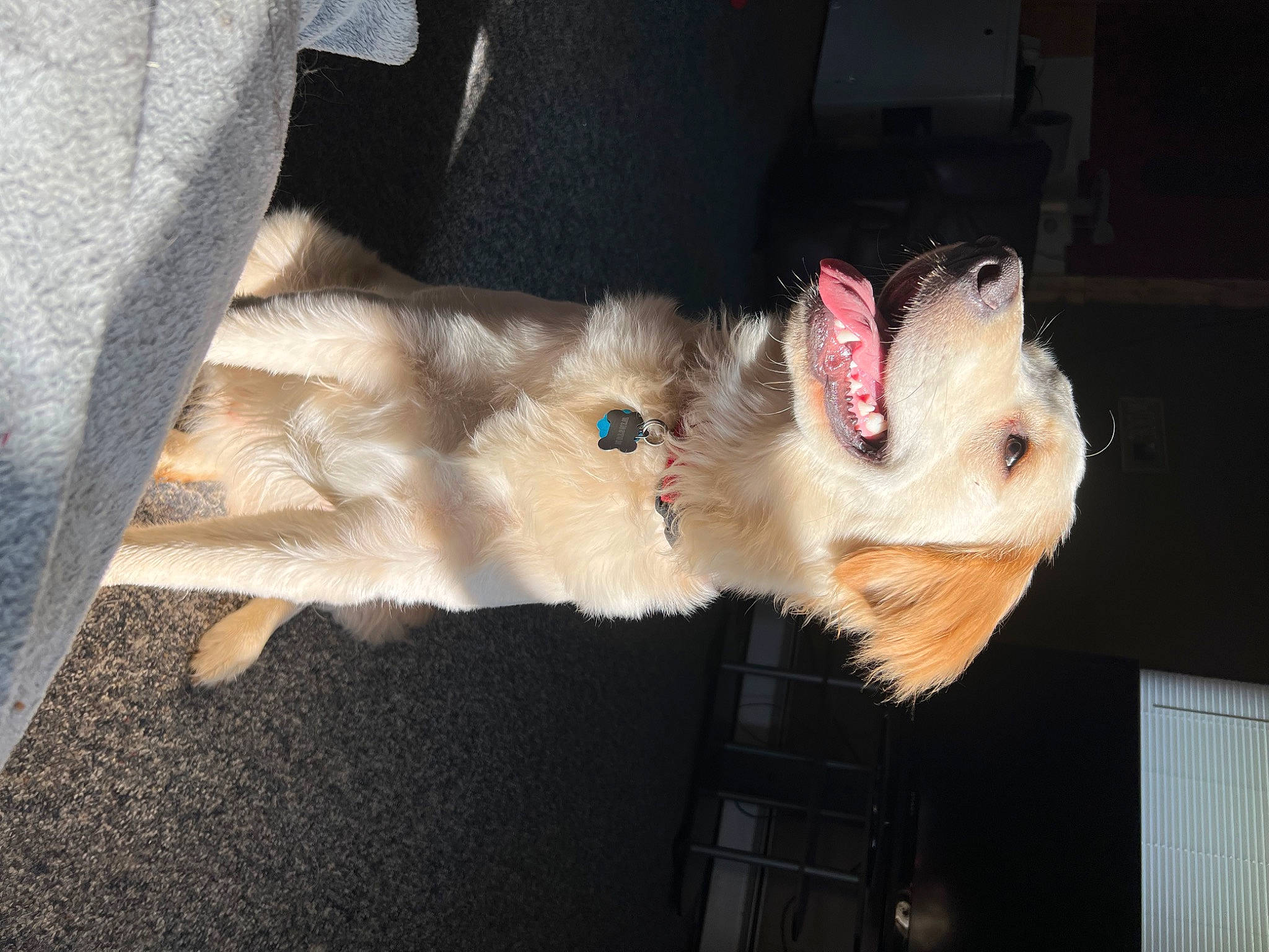 Winston joined the competition — help win amazing prizes! canidae, carnivore, claw, comfort, companion_dog, dog_breed, fang, fawn, felidae, fur, paw, rodent, small_to_medium_sized_cats, snout, sporting_group, tail, whiskers