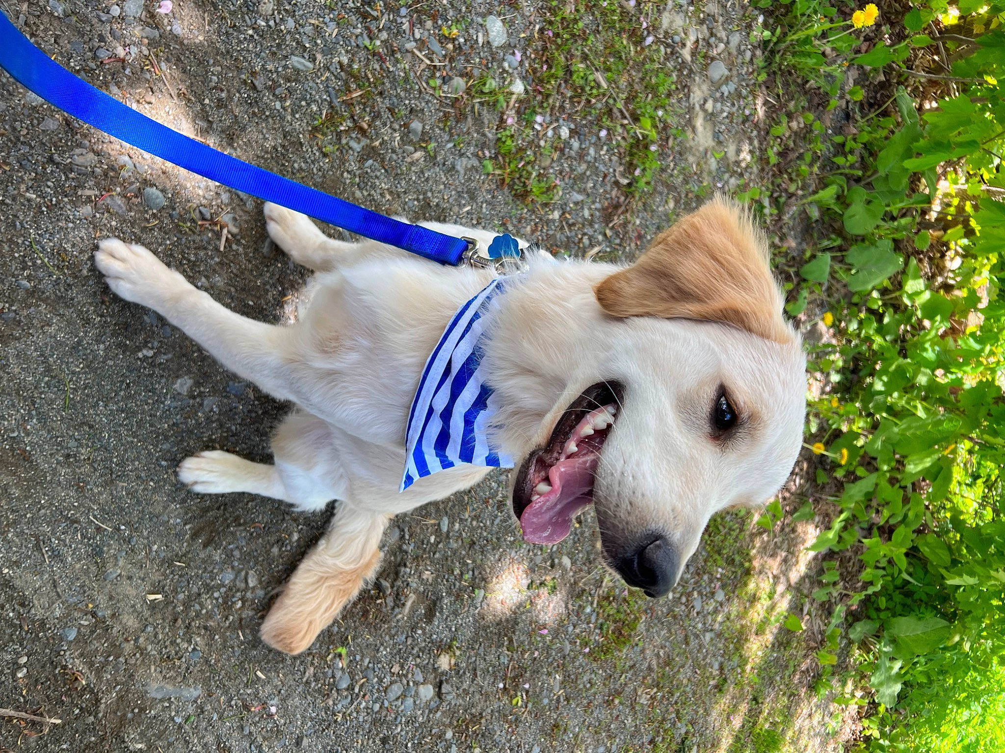 Winston is registered to the contest to win money with this photo: canidae, carnivore, collar, companion_dog, dog, dog_breed, dog_collar, dog_supply, electric_blue, fashion_accessory, grass, leash, pet_supply, plant, soil, sporting_group, tail, tree, working_animal, working_dog