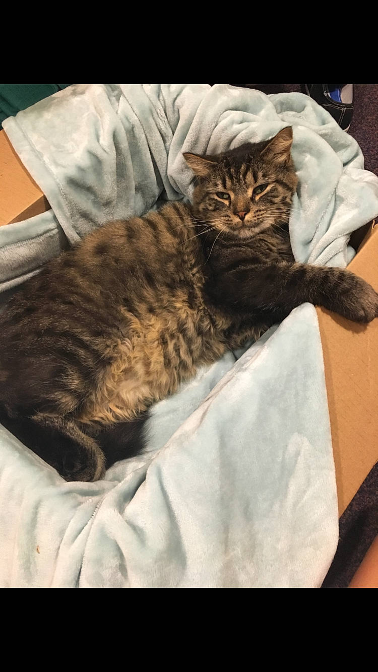 Butter Bean is registered to the contest to win money with this photo: carnivoran, cat, cat_like_mammal, domestic_short_haired_cat, fur, kitten, mammal, nap, small_to_medium_sized_cats, whiskers