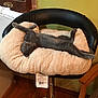 Mew joined the competition — help win amazing prizes! chair, flooring, fur, furniture, product, table
