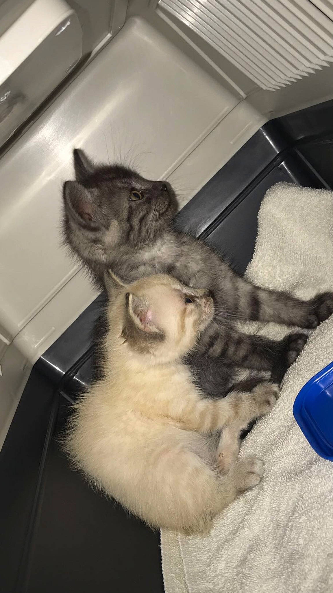 Loco Et April participe au concours pour gagner de l'argent avec cette photo : asian, carnivore, cat, domestic_short_haired_cat, dragon_li, ear, european_shorthair, felidae, fur, kitten, mammal, small_to_medium_sized_cats, whiskers