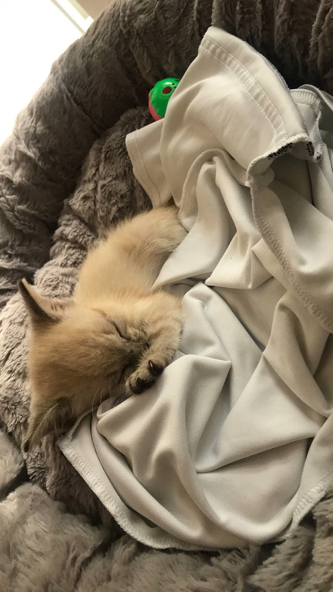 April a rejoint le concours — aidez-le/la à gagner de superbes lots ! carnivore, cat, comfort, fawn, felidae, fur, nap, sleep, small_to_medium_sized_cats, whiskers