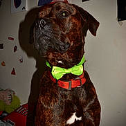 King joined the competition — help win amazing prizes! dog, brindle, bow_tie, collar, indoor, pet, shadow, wall, poster, sticker, animal, mammal, furniture, decor, close_up, portrait, looking_away, brown, black, white
