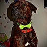 animal, black, bow_tie, brindle, brown, close_up, collar, decor, dog, furniture, indoor, looking_away, mammal, pet, portrait, poster, shadow, sticker, wall, white
