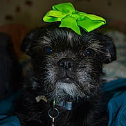 Roxy is registered to the contest to win money with this photo: dog, bow, green_bow, pet, black_dog, collar, indoor, portrait, closeup, cute, animal, fur, face, eyes, resting, blanket, domestic_animal, canine, accessory, small_dog