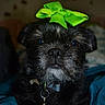 dog, bow, green_bow, pet, black_dog, collar, indoor, portrait, closeup, cute, animal, fur, face, eyes, resting, blanket, domestic_animal, canine, accessory, small_dog