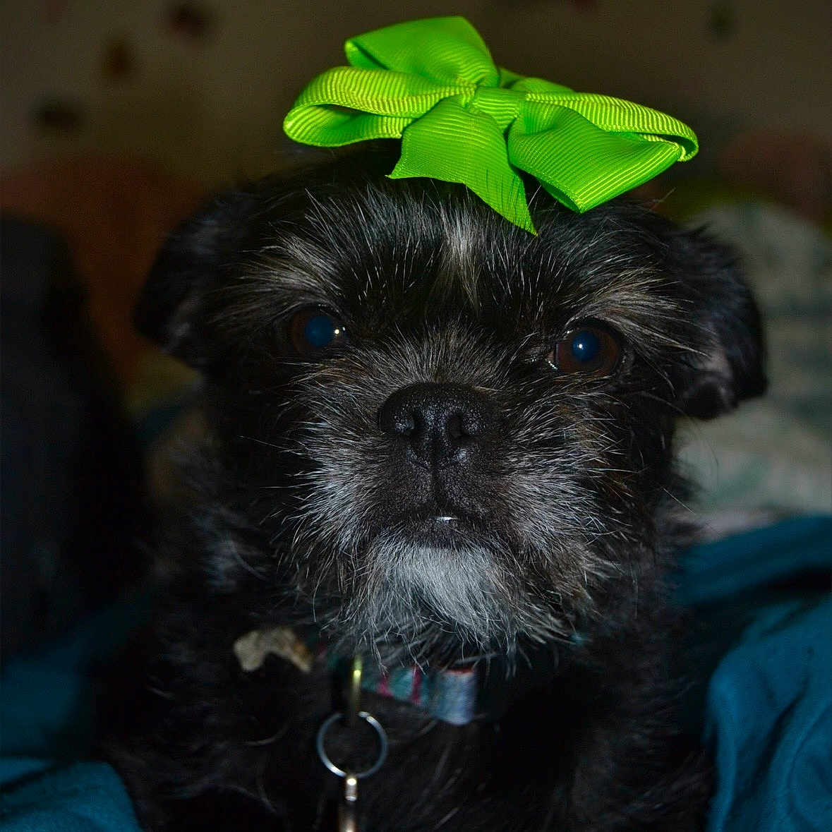 Roxy is registered to the contest to win money with this photo: dog, bow, green_bow, pet, black_dog, collar, indoor, portrait, closeup, cute, animal, fur, face, eyes, resting, blanket, domestic_animal, canine, accessory, small_dog