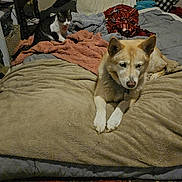 Jilly Bean joined the competition — help win amazing prizes! animal, bed, blanket, cat, comfort, companion, cozy, dog, domestic, floor, fur, furniture, indoor, paint, pet, plush, relaxing, resting, room, wear