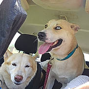 Jilly Bean is registered to the contest to win money with this photo: dog, car, pet, animal, leash, collar, seat, window, panting, happy, light, interior, road_trip, companion, tongue_out, fur, canine, travel, headrest, human_partial