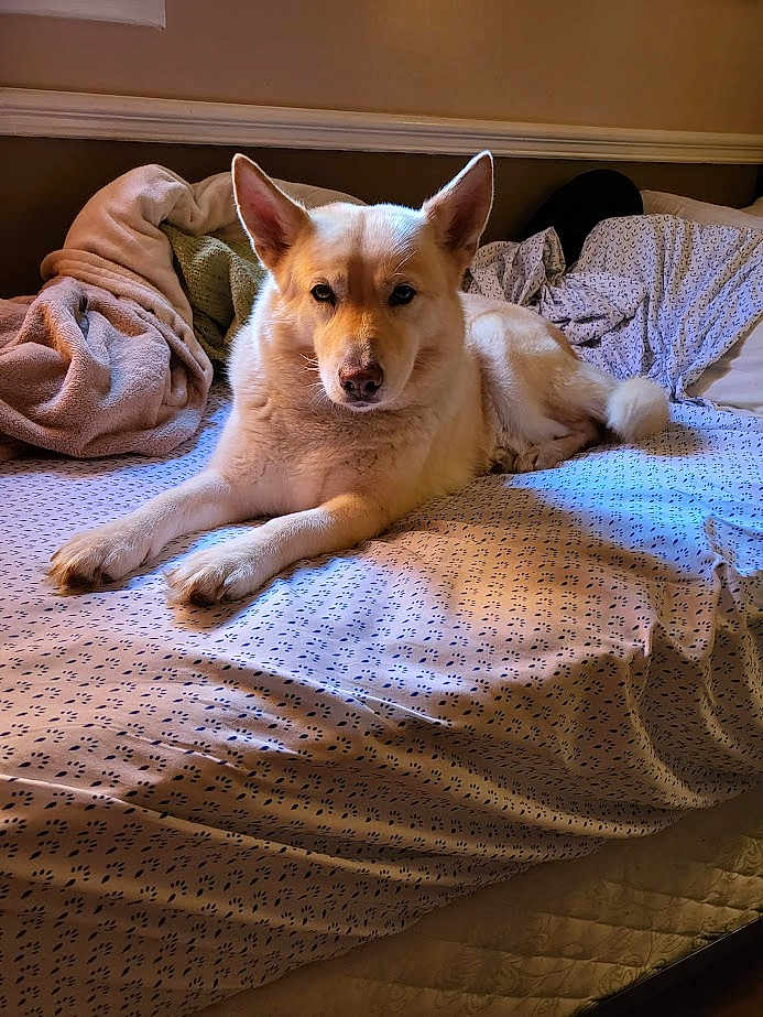 Jilly Bean is registered to the contest to win money with this photo: dog, bed, blanket, pillow, indoor, resting, fur, animal, pet, canine, cozy, sleeping_area, comfort, relaxed, ears, snout, tail, looking, light, home