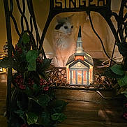 Sunshine is registered to the contest to win money with this photo: antique, berries, black_spot, cat, cozy, curious_cat, decorative_lighting, festive_decor, holly_leaves, indoor, miniature_church, ornament, plant, quiet, shadow, singer, vintage_sewing_machine, warm_light, white_cat, wooden_floor