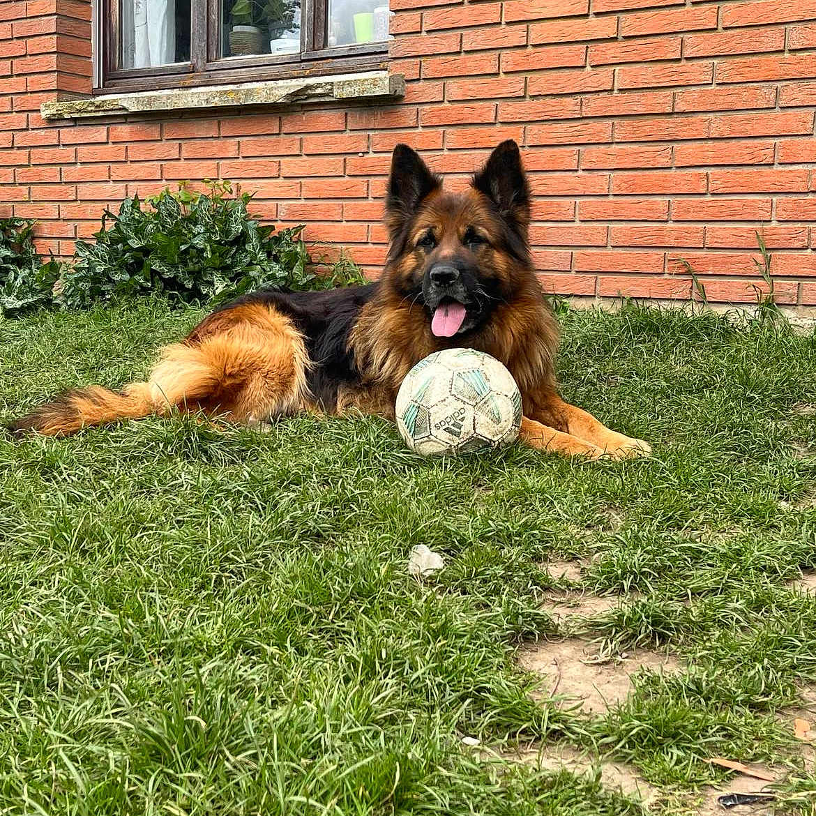 Pato participe au concours pour gagner de l'argent avec cette photo : animal, ball, brick, canine, dog, football, germanshepherd, grass, nature, outdoors, pet, plant, soccer, soccerball, soil, sphere, sport, tennis, tennisball, yard