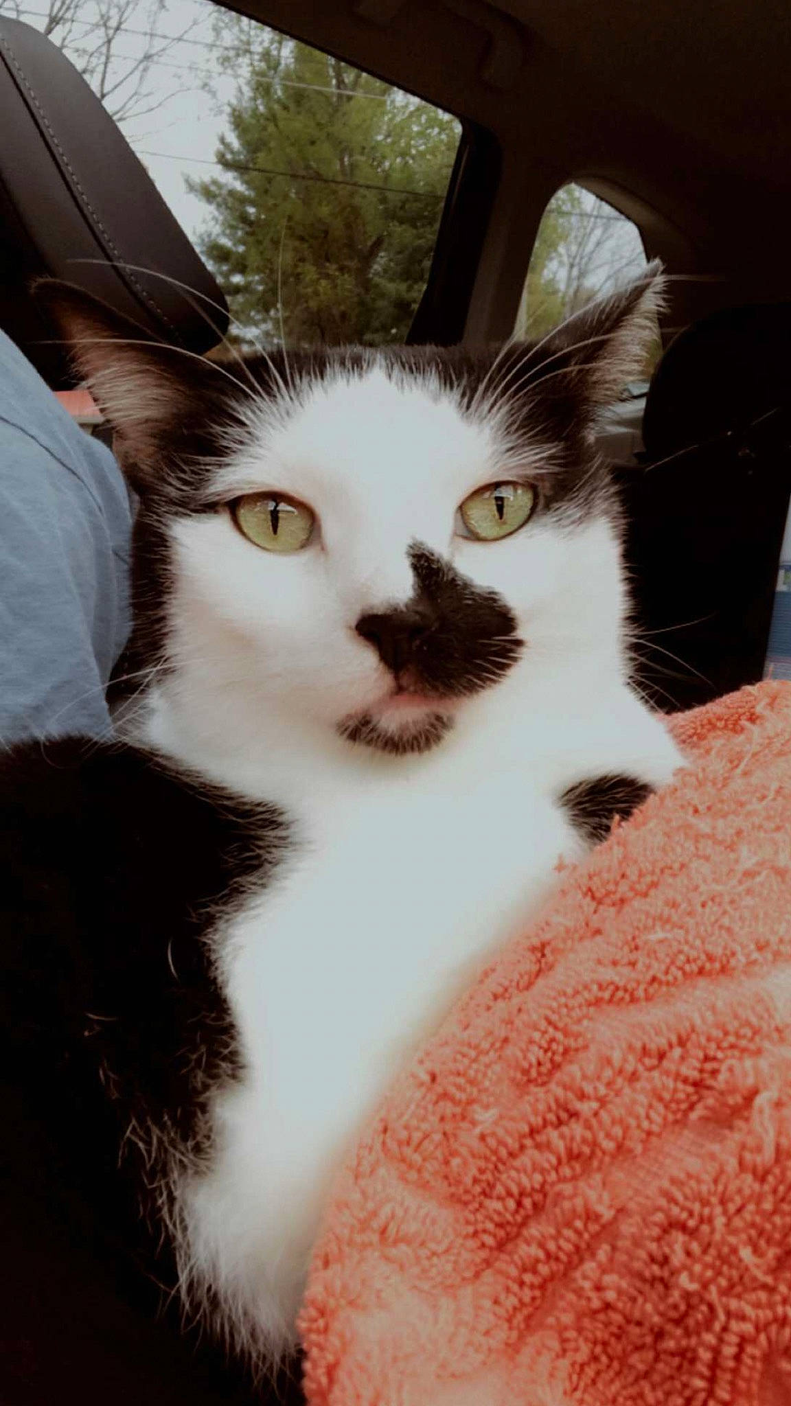 Chippy joined the competition — help win amazing prizes! carnivore, cat, claw, comfort, domestic_short_haired_cat, ear, eyebrow, eyelash, fawn, felidae, fur, paw, small_to_medium_sized_cats, snout, tail, tree, whiskers, window