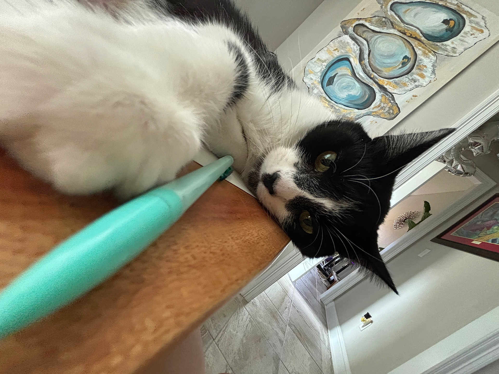 Jolene joined the competition — help win amazing prizes! cat, black_and_white, fur, whiskers, wooden_surface, teal_object, indoor, artwork, painting, floor_tiles, decor, home_interior, curious, closeup, animal, pet, face, ears, eyes, resting
