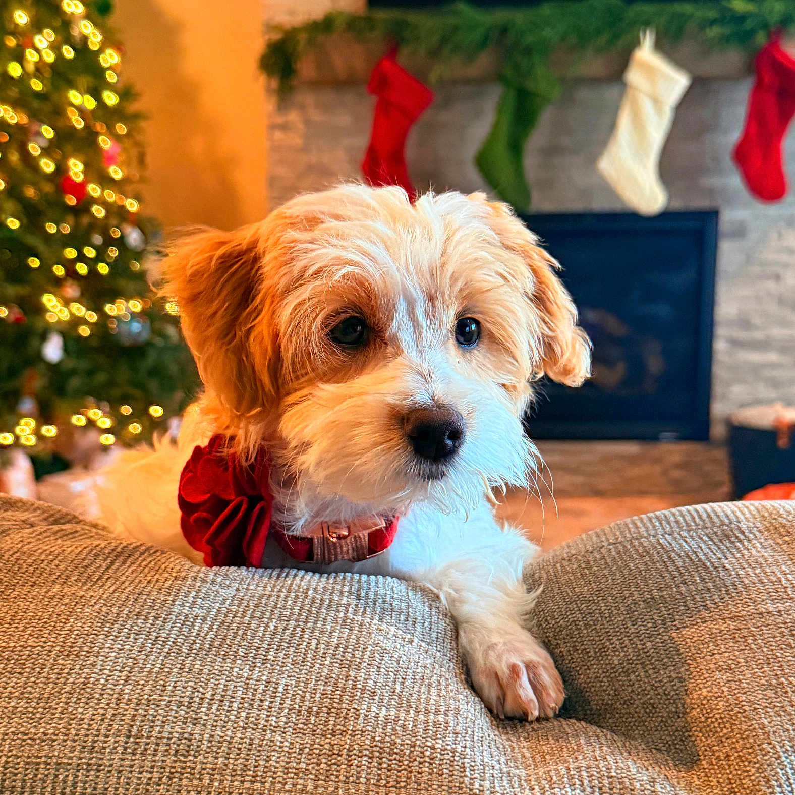 Daphne is registered to the contest to win money with this photo: animal, christmas_tree, couch, cozy, cute, decorations, dog, festive, fireplace, fur, holiday, indoor, living_room, pet, puppy, red_collar, relaxed, stockings, textured_fabric, warm_lighting
