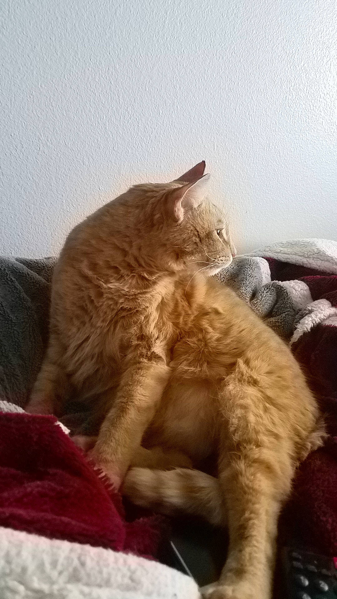 Pumpkin joined the competition — help win amazing prizes! asian, british_shorthair, carnivore, cat, domestic_short_haired_cat, european_shorthair, fawn, felidae, kitten, mammal, nap, small_to_medium_sized_cats, vertebrate, whiskers