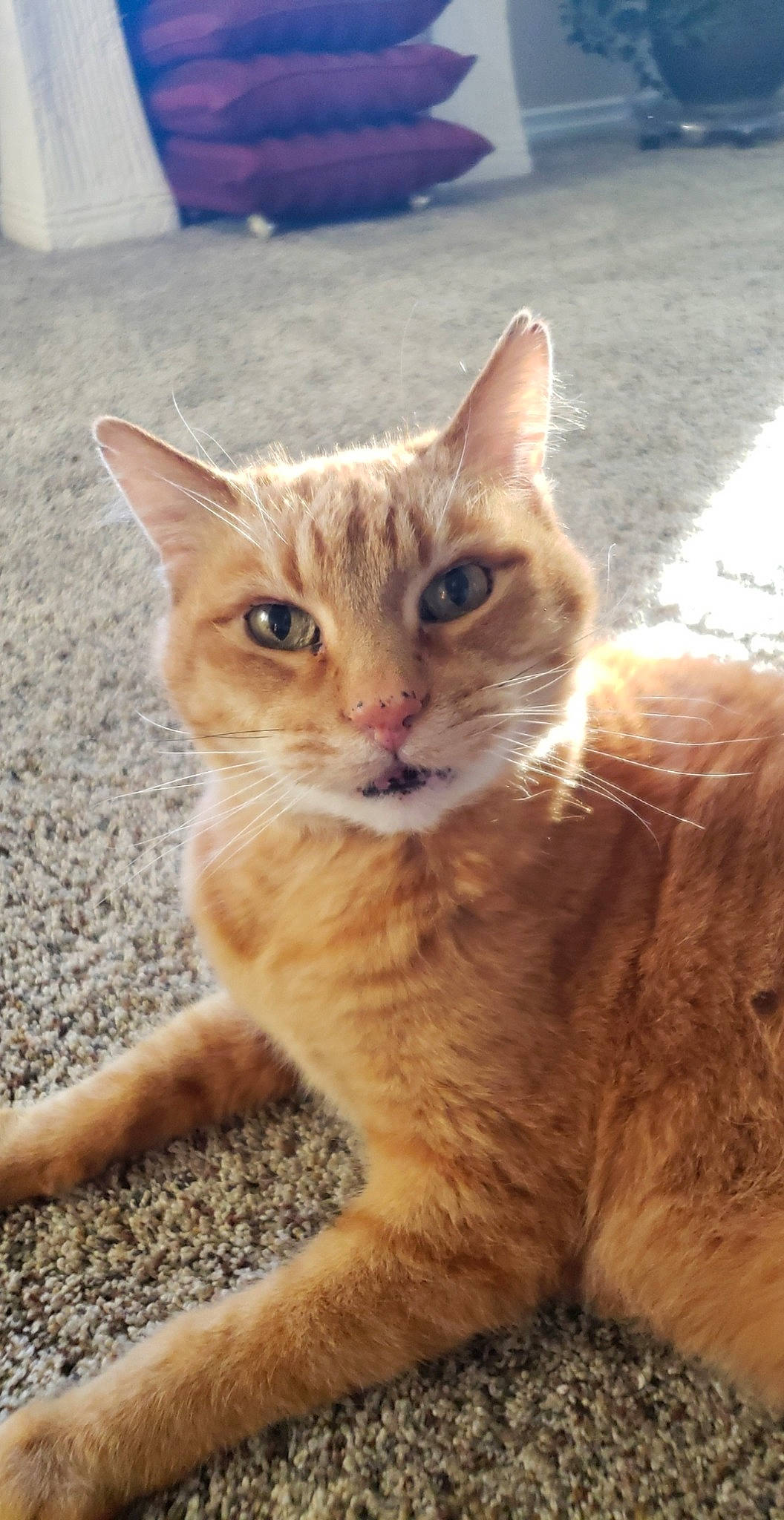 Pumpkin is registered to the contest to win money with this photo: aegean_cat, arabian_mau, asian, australian_mist, carnivore, cat, domestic_short_haired_cat, european_shorthair, eye, fawn, felidae, german_rex, kitten, mammal, ojos_azules, small_to_medium_sized_cats, snout, tabby_cat, vertebrate, whiskers