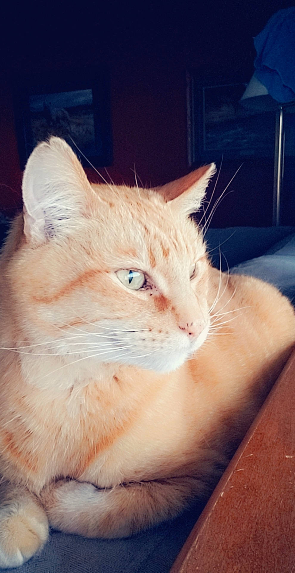 Pumpkin is registered to the contest to win money with this photo: aegean_cat, asian, burmilla, carnivore, cat, colorpoint_shorthair, domestic_long_haired_cat, domestic_short_haired_cat, ear, european_shorthair, eye, felidae, mammal, nose, ojos_azules, small_to_medium_sized_cats, snout, turkish_angora, turkish_van, whiskers