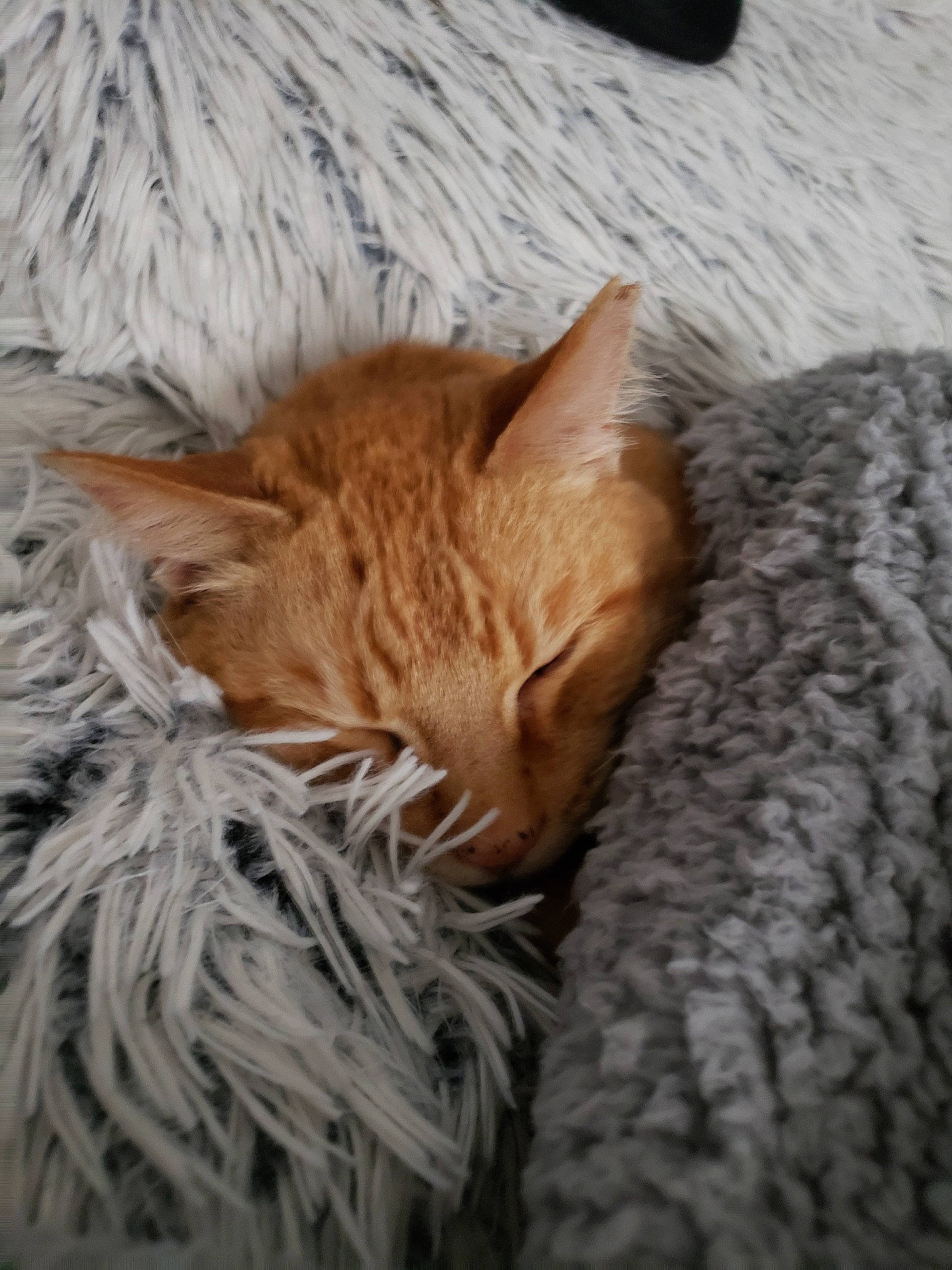 Pumpkin joined the competition — help win amazing prizes! carnivore, cat, domestic_short_haired_cat, dragon_li, ear, european_shorthair, fawn, felidae, fur, german_rex, kitten, nap, pixie_bob, sleep, small_to_medium_sized_cats, tabby_cat, whiskers