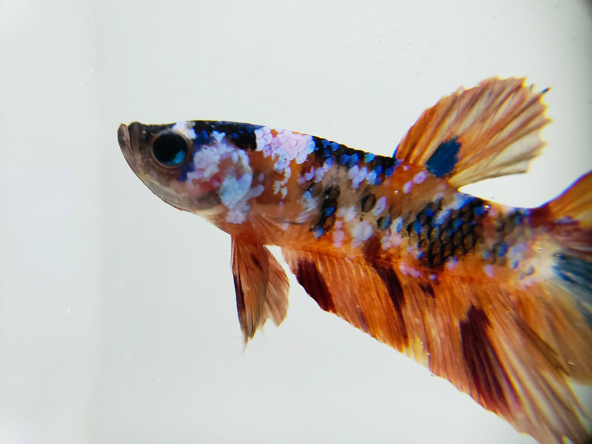 Bert is registered to the contest to win money with this photo: fish, marine_biology, organism, tail