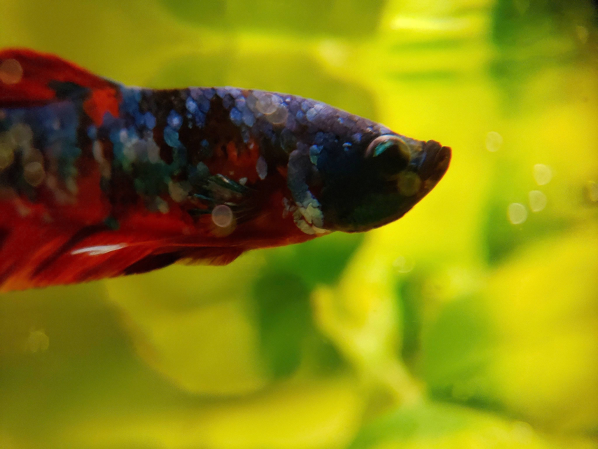 Bert is registered to the contest to win money with this photo: aquarium, botany, close_up, feeder_fish, fish, koi, leaf, macro_photography, organism, tail, water, wildlife