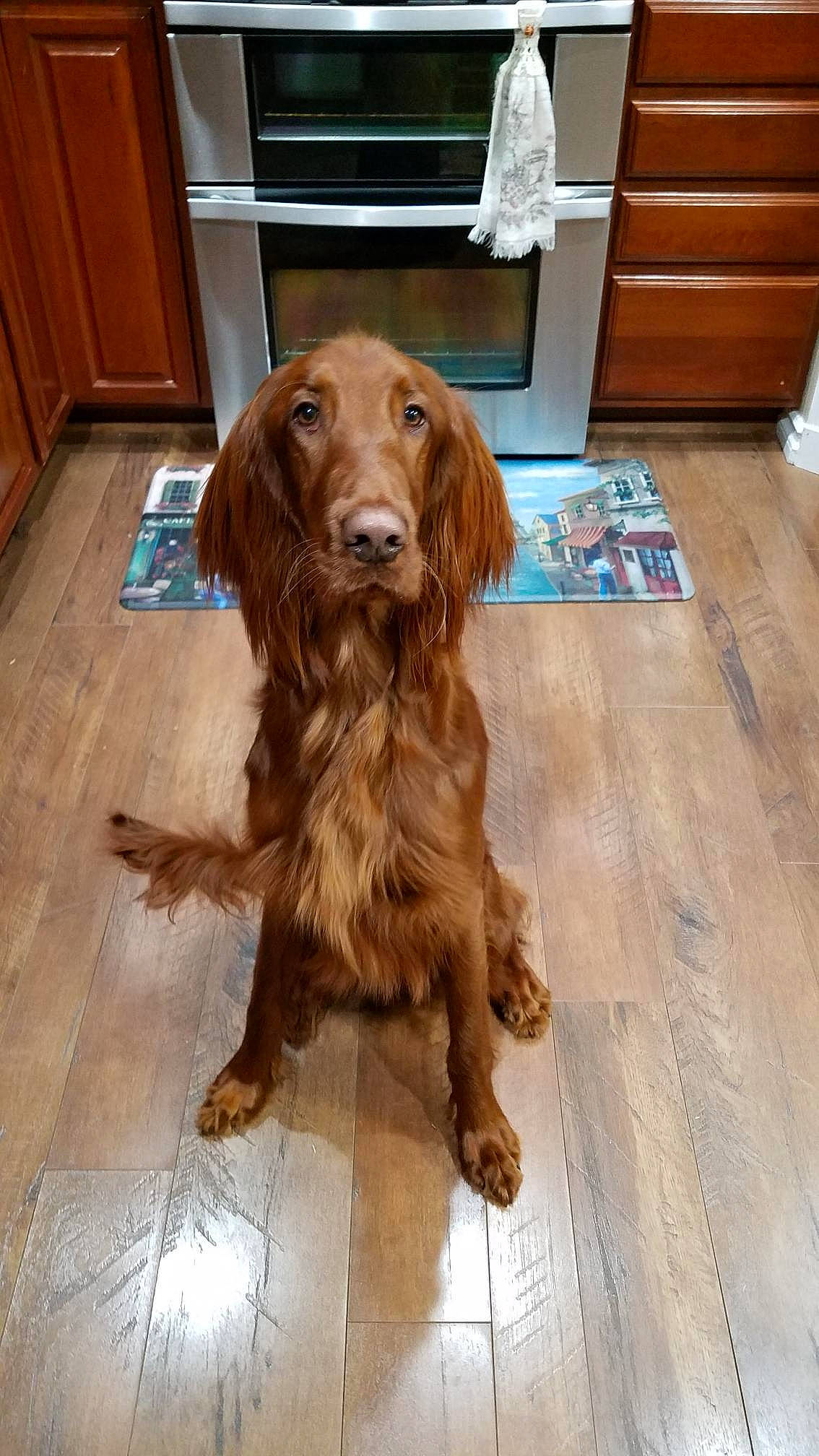 Brandy joined the competition — help win amazing prizes! canidae, caramel_color, carnivore, companion_dog, dog, dog_breed, field_spaniel, floor, flooring, german_longhaired_pointer, german_spaniel, irish_red_and_white_setter, irish_setter, liver, mammal, retriever, setter, spaniel, sporting_group, sussex_spaniel