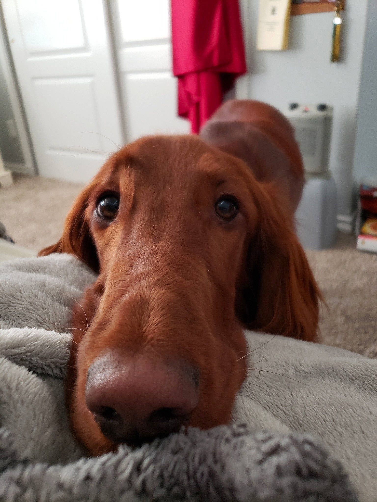 Brandy joined the competition — help win amazing prizes! canidae, carnivore, companion_dog, dog, dog_breed, ear, gun_dog, hunting_dog, irish_setter, liver, mammal, nose, pointing_breed, setter, snout, sporting_group, vertebrate, vizsla