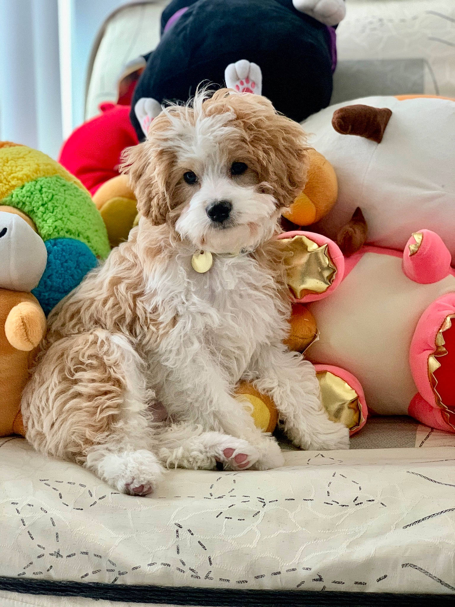 Haru joined the competition — help win amazing prizes! canidae, carnivore, companion_dog, dog, dog_breed, dog_clothes, dog_collar, dog_supply, event, fur, home_accessories, labradoodle, non_sporting_group, poodle_crossbreed, puppy, puppy_love, small_terrier, sporting_group, terrier, toy_dog